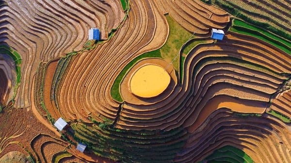 Rice farm