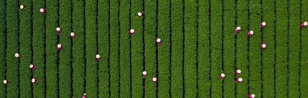 Tea plantation