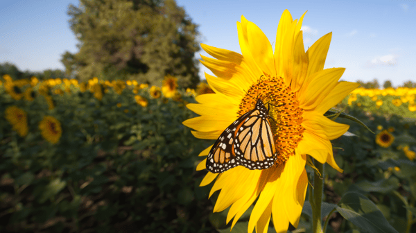 Butterfly on a sunflower