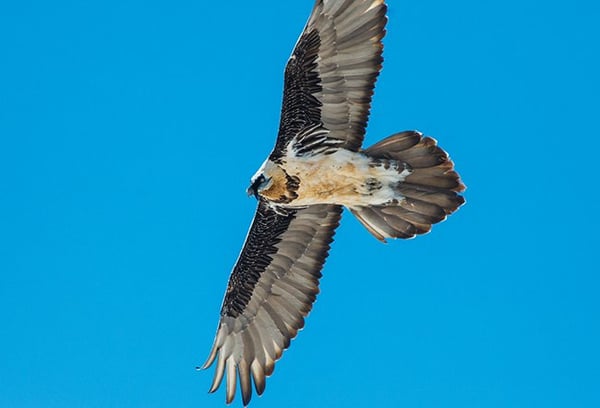 MMT-sep-2019-hawk.jpg