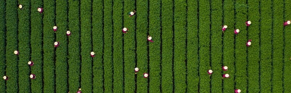 Tea plantation