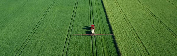 Wheat Field